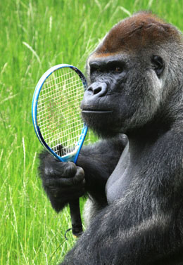 Gorilla_Tennis_Side02_original.jpg