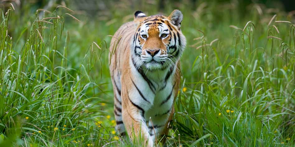 Adorable photos show Longleat tiger cubs playing in leaves - Somerset Live