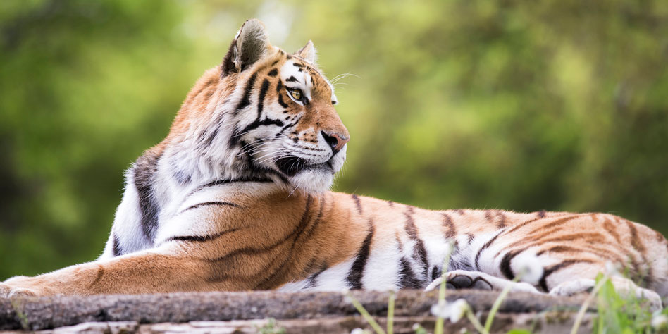 Adorable photos show Longleat tiger cubs playing in leaves - Somerset Live