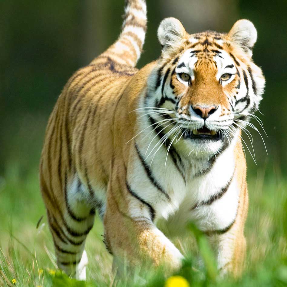 They're our pride and joy': The Amur tiger cubs who have made Longleat home  - Somerset Live